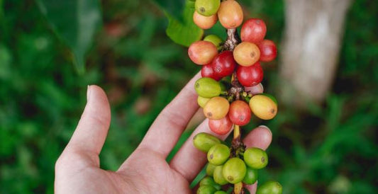 The journey of the coffee bean